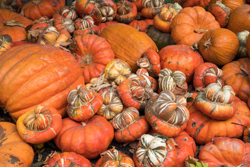 autumn pumpkins backgrounds