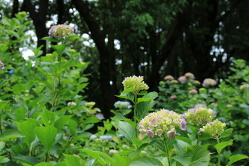 神戸市立森林植物園のアジサイ