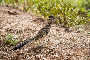 Roadrunner bird hunting insects