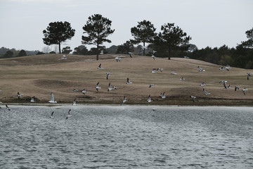 Black headed gulls flying over water
