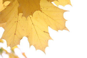 autumn maple leaves