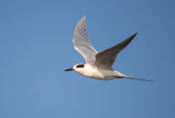 arctic tern in flight