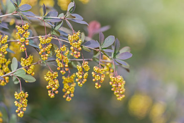 branches with flowers European barberry (Berberis vulgaris). Berberis vulgaris, also known as common barberry, European barberry or simply barberry. Yellow flower bush.