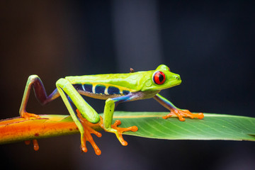 Walking Frog