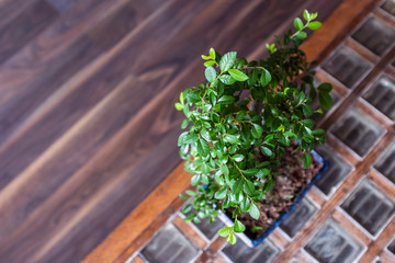 bonsai plant closeup