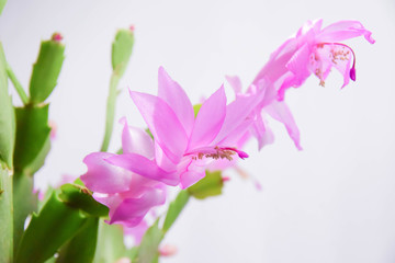 Christmas cactus pink flowers  on white background