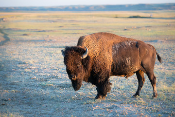 Bison in the prairies © Jillian
