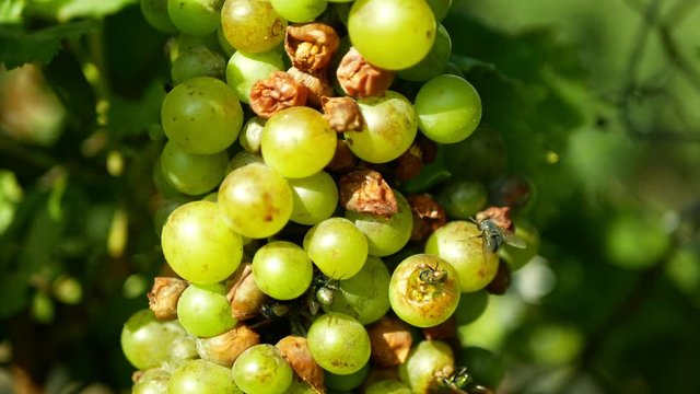 Ripe grapes and ripeness in viticulture, white wine and common green bottle fly Lucilia sericata blowfly or blow flies insect. Overripe fruits with green and blue flies, agriculture and harvest fruit