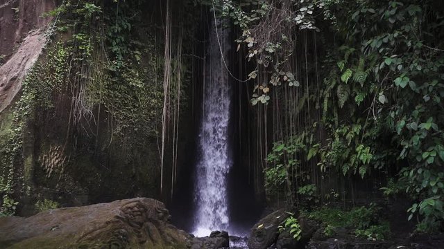 Wild placed at Bali island forest waterfall, nature scene