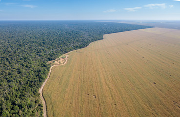 Aerial drone view of the Xingu Indigenous Park territory border and large soybean farms in the Amazon rainforest, Brazil. Concept of deforestation, agriculture, global warming and environment.