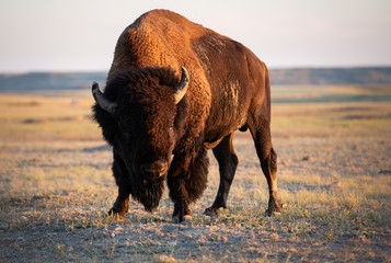 Bison in the prairies