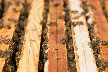 Bees on the honeycomb, top view. Honey cell with bees. Apiculture. Apiary. Wooden beehive and bees. beehive with honey bees, frames of the hive, top view.