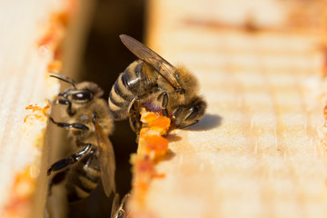 bees work on laying propolis in a hive. honey bees work in the hive. Close up view of the opened...