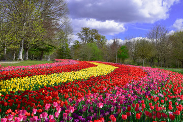  Colorful tulips  flowers background