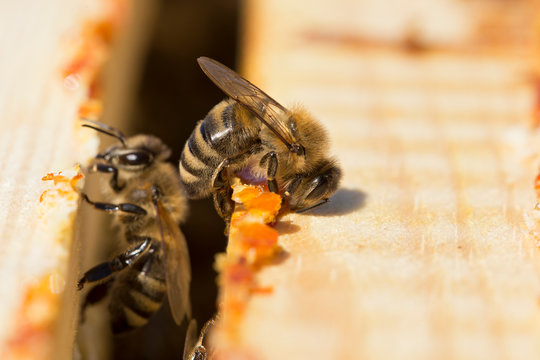 bees work on laying propolis in a hive. honey bees work in the hive. Close up view of the opened hive body showing the frames. the bees are smeared with propolis in the hive. bees work with propolis.