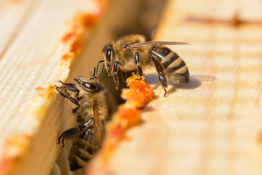 bees work on laying propolis in a hive. honey bees work in the hive. Close up view of the opened hive body showing the frames. the bees are smeared with propolis in the hive. bees work with propolis.