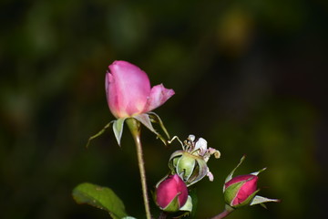 This rose will be pink in the spring