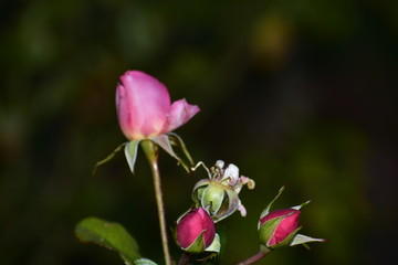another rose waits for spring
