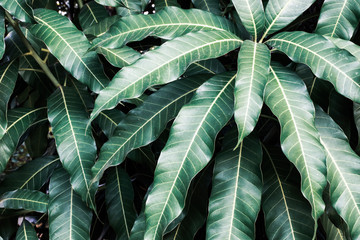 Leaves from the branches in the garden