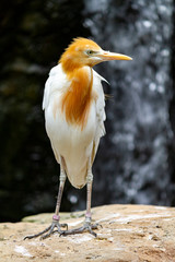 Crane bird looking to right of frame portrait