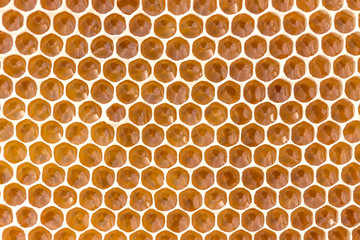 Honeycomb filled with fresh golden honey. Hexagonal texture. Real fresh honeycomb texture pattern. Honeycomb macro photography consisting of beeswax. Honeybee cells filled with fresh honey.