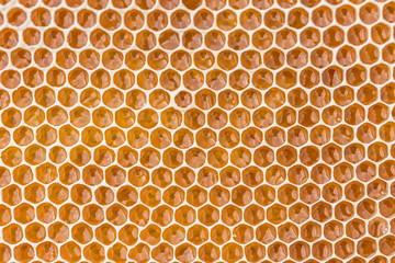 Honeycomb filled with fresh golden honey. Hexagonal texture. Real fresh honeycomb texture pattern....