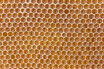 Honeycomb filled with fresh golden honey. Hexagonal texture. Real fresh honeycomb texture pattern. Honeycomb macro photography consisting of beeswax. Honeybee cells filled with fresh honey.
