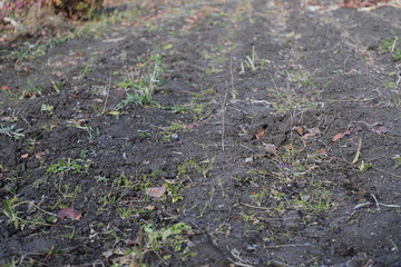 Close-up of fertile soil prepared for planting. 
