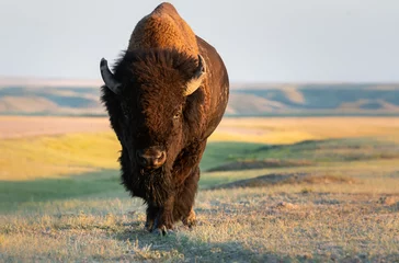 Papier Peint photo autocollant Bison Bison in the prairies