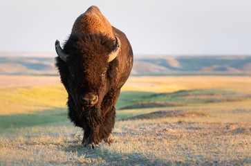 Bison in the prairies - 306453796