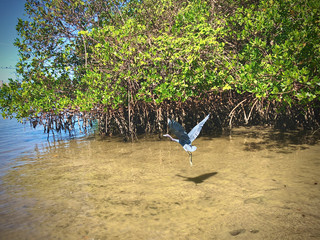 Fototapeta na wymiar blue heron flying in mangroves