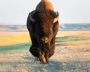Door stickers Bison Bison in the prairies