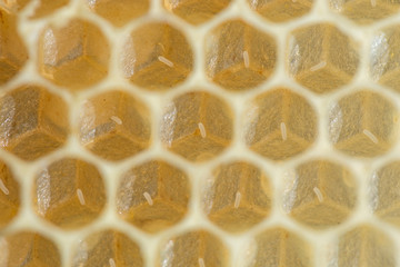Honey bee eggs made by queen bee at the bottom of the wax cell, close-up. Life of the bee begins with egg. Queen bee laid eggs in honeycombs.