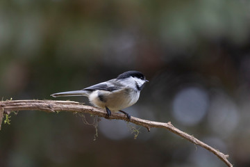 Black-capped chickadee perched on the branch tree