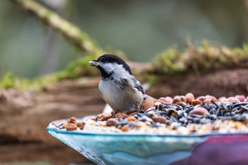 Naklejka premium Black-capped chickadee on the feeder