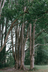 Fototapeta premium tree in the forest