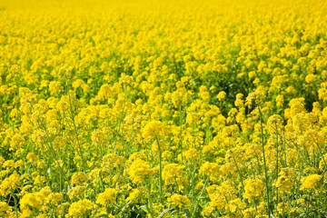 Fototapeta premium 池田湖周辺の菜の花 