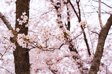 cherry blossom in spring