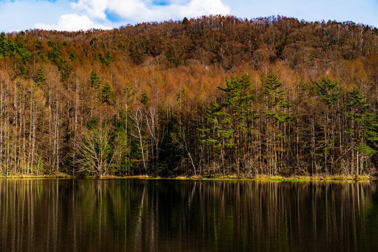 landscape with lake and forest