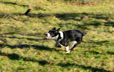 Naklejka na ściany i meble border collie running wild chasing a ball on green meadow