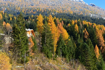 Italy, Trentino, Val di Fassa - 10 november 2019 - The foliage of the Val di Fassa