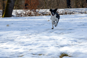 happy boarder collie mixed breed running over snow field in winter