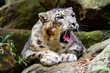 Proud looking snow leopard beginning to yawn