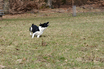 border collie running wild chasing a ball on green meadow
