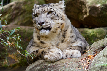 Proud looking snow leopard looking left of frame