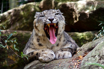 Snarling Snow Leopard looking at the camera