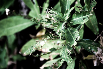 Green leaves that have holes from being eaten by worms