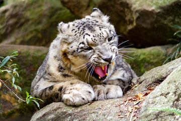 Snarling snow leopard