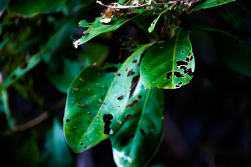 Green leaves that have holes from being eaten by worms