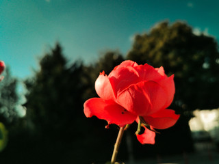 Obraz premium red rose close up in sunrise
